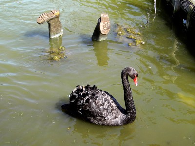 swan-n-boots